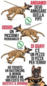 Motivazione di razza