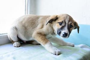 Cinzia Calabrese educazione cinofila e floriterapia - Paura_ansia_nel_cane