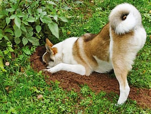 Buche in giardino