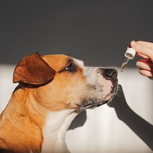 cane che prende le gocce. Servizi per il benessere del tuo cane
