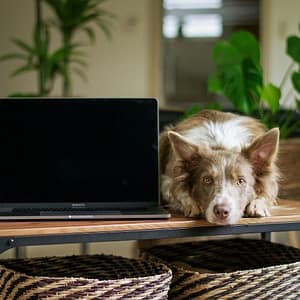 cane e computer. Servizi per il benessere del tuo cane