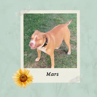 cane staffordshire bull terriers