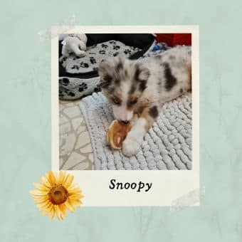 cane pastore australiano