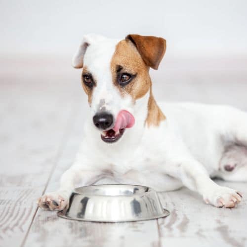 cane che mangia. Servizi per il benessere del tuo cane