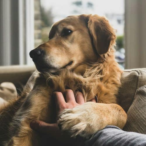 cane sul divano. Servizi per il benessere del tuo cane