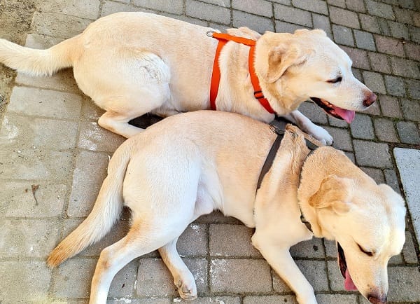 2 labrador con pettorina