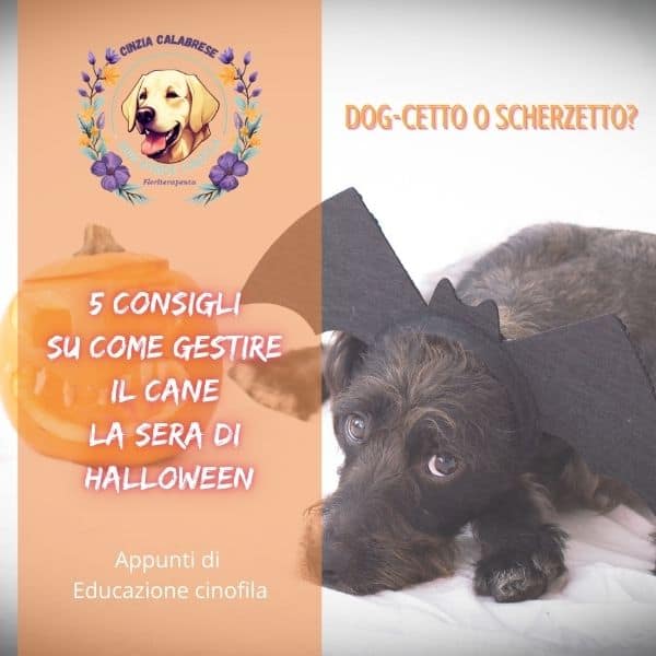 cane con orecchie da pispistrello