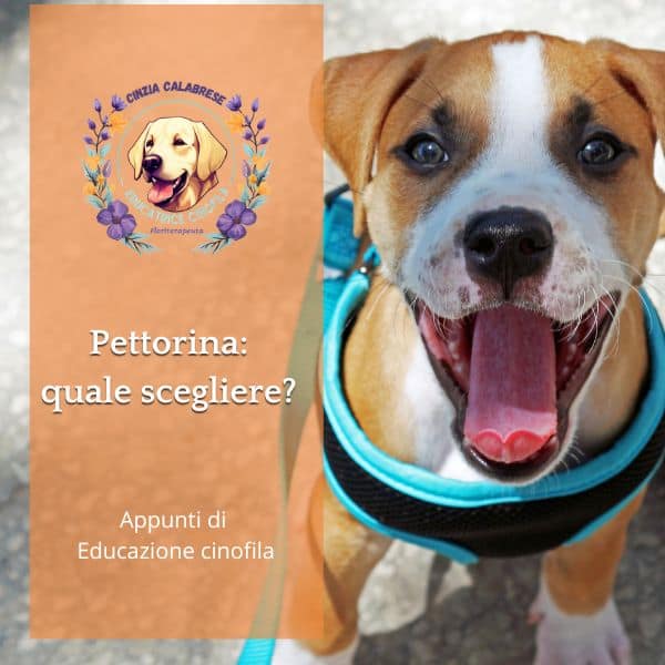 cane con pettorina